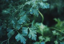 A Vision in Green