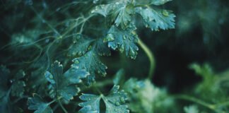 A Vision in Green