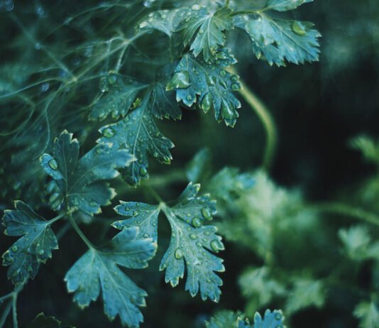 A Vision in Green